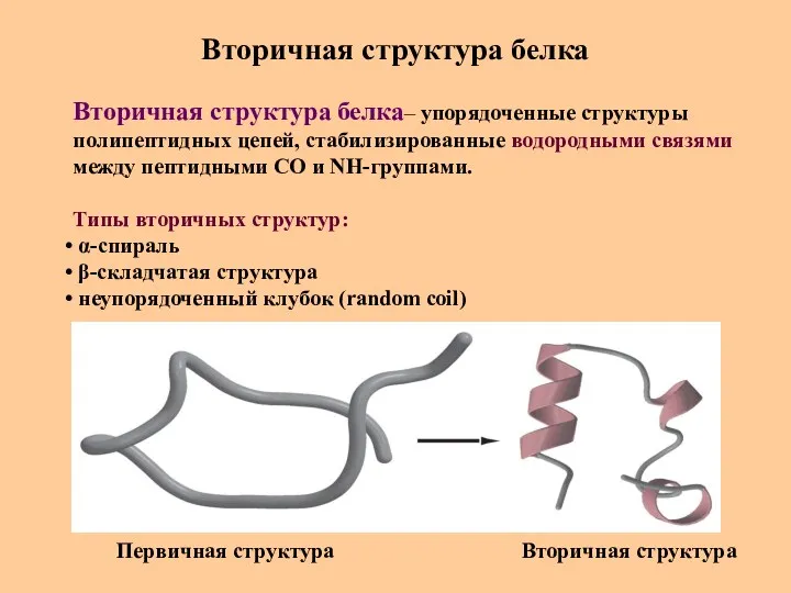 Вторичная структура белка Вторичная структура белка– упорядоченные структуры полипептидных цепей,