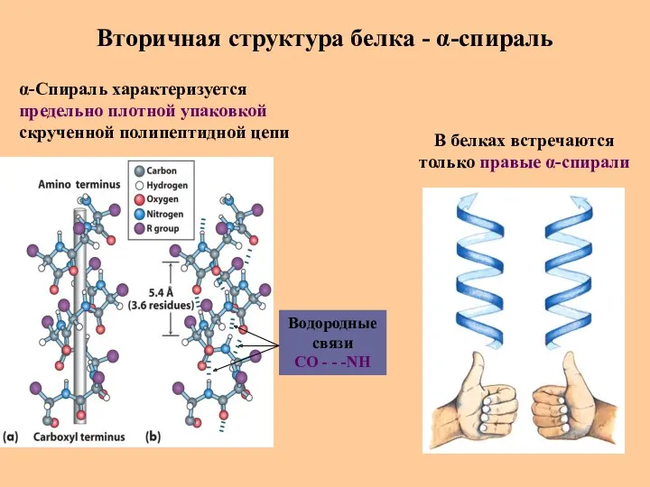 Вторичная структура белка - α-спираль В белках встречаются только правые