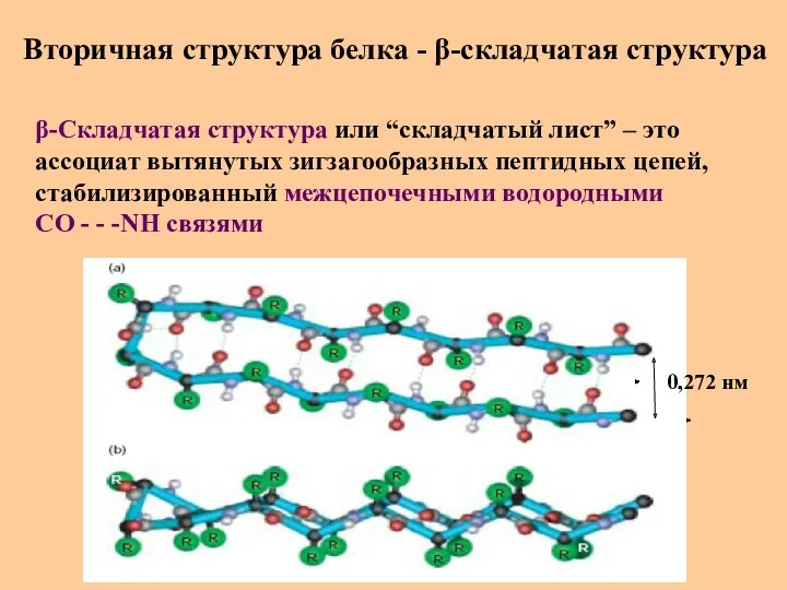 Вторичная структура белка - β-складчатая структура β-Складчатая структура или “складчатый