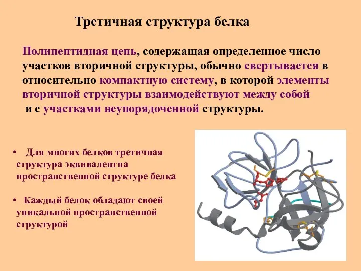 Третичная структура белка Полипептидная цепь, содержащая определенное число участков вторичной