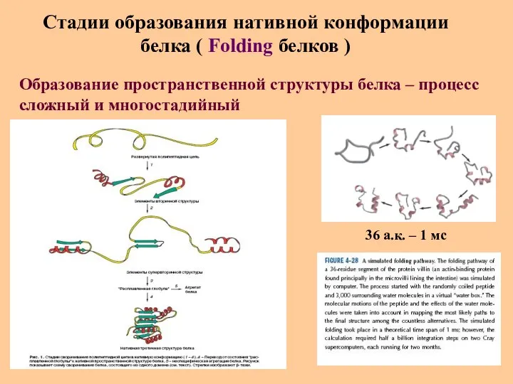 Стадии образования нативной конформации белка ( Folding белков ) Образование