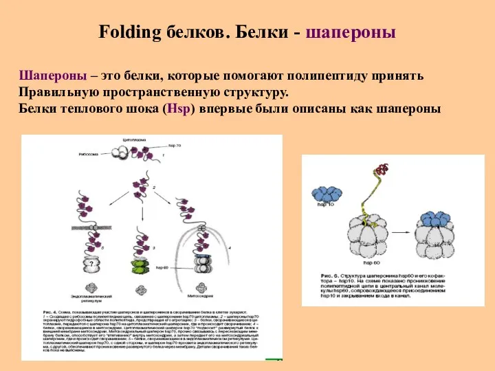 Folding белков. Белки - шапероны Шапероны – это белки, которые