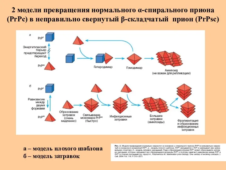 2 модели превращения нормального α-спирального приона (РrРс) в неправильно свернутый