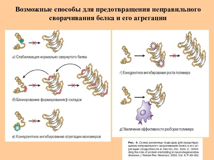 Возможные способы для предотвращения неправильного сворачивания белка и его агрегации