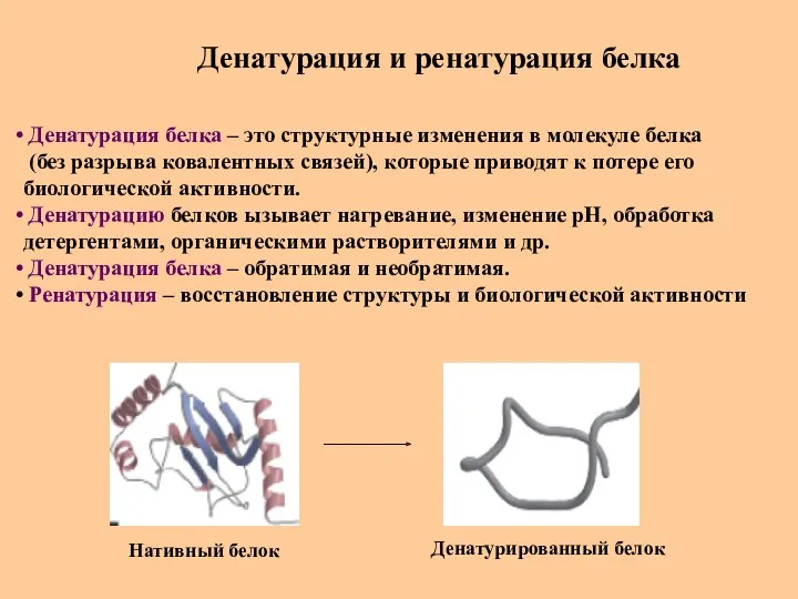 Денатурация и ренатурация белка Денатурация белка – это структурные изменения