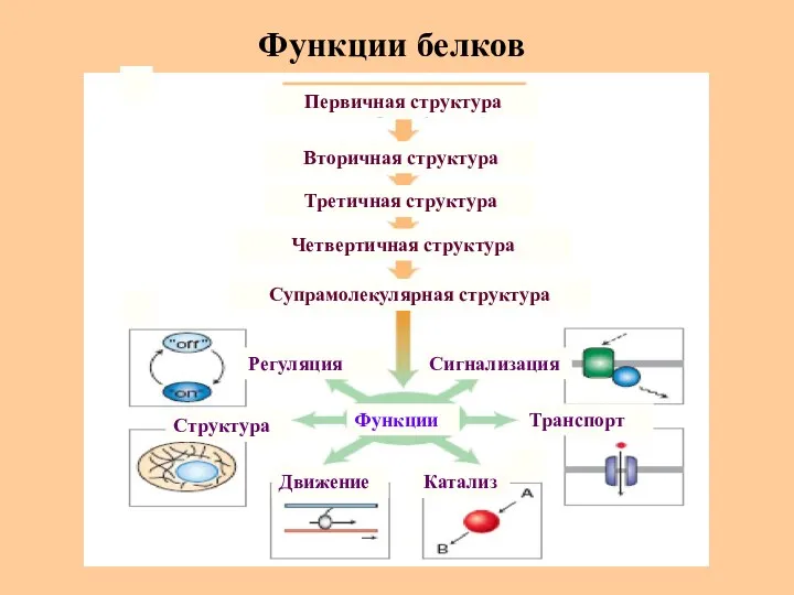 Функции белков Регуляция Движение Структура Катализ Транспорт Сигнализация Третичная структура