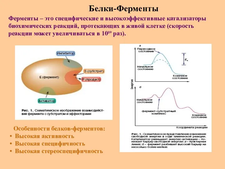 Белки-Ферменты Ферменты – это специфические и высокоэффективные катализаторы биохимических реакций,