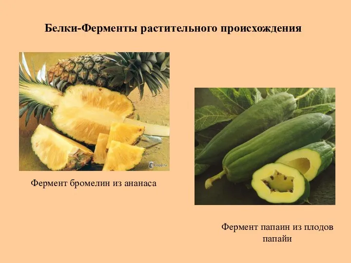 Белки-Ферменты растительного происхождения Фермент бромелин из ананаса Фермент папаин из плодов папайи
