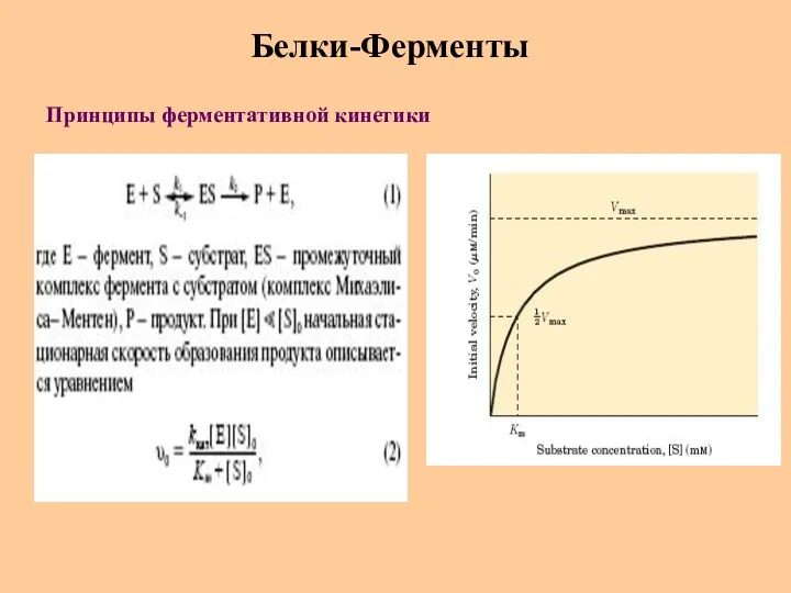 Белки-Ферменты Принципы ферментативной кинетики