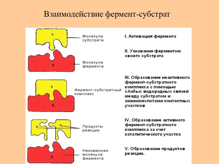 Взаимодействие фермент-субстрат