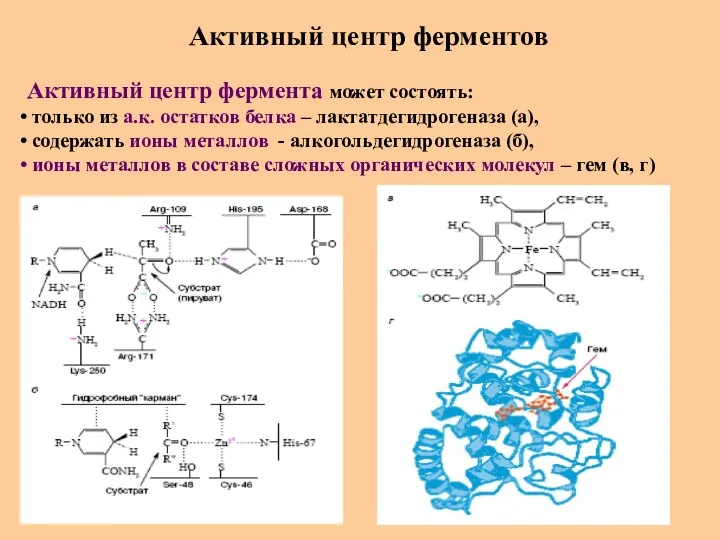 Активный центр ферментов Активный центр фермента может состоять: только из