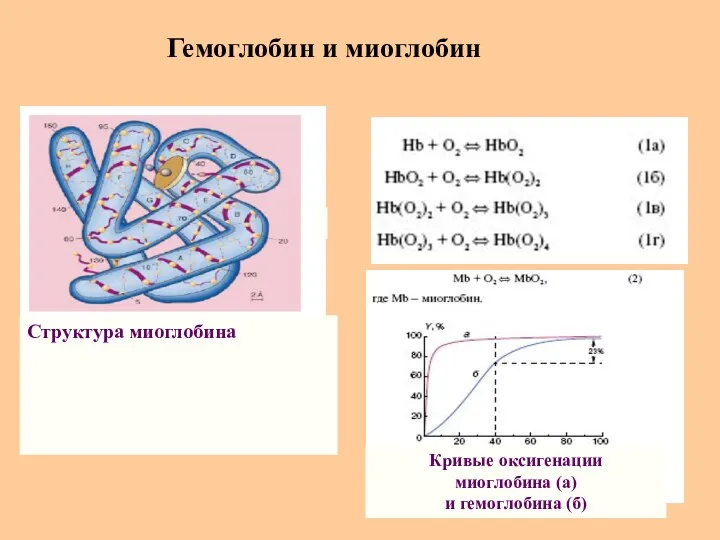 Гемоглобин и миоглобин Структура миоглобина Кривые оксигенации миоглобина (а) и гемоглобина (б)