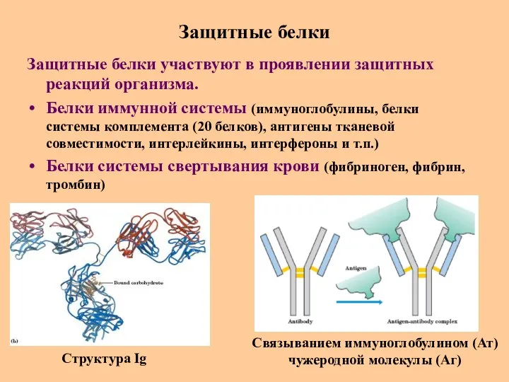 Защитные белки Защитные белки участвуют в проявлении защитных реакций организма.