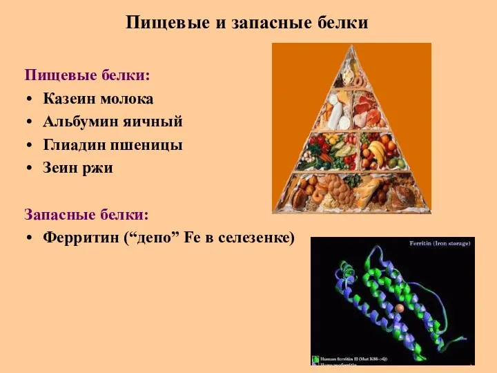 Пищевые и запасные белки Пищевые белки: Казеин молока Альбумин яичный