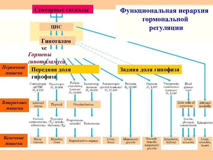 ЦНС Гипоталамус Гормоны гипоталамуса Передняя доля гипофиза Задняя доля гипофиза