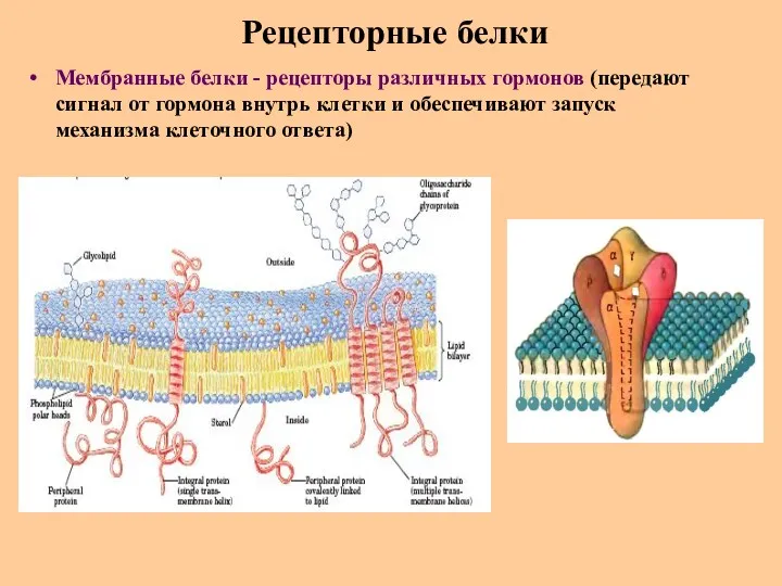 Рецепторные белки Мембранные белки - рецепторы различных гормонов (передают сигнал
