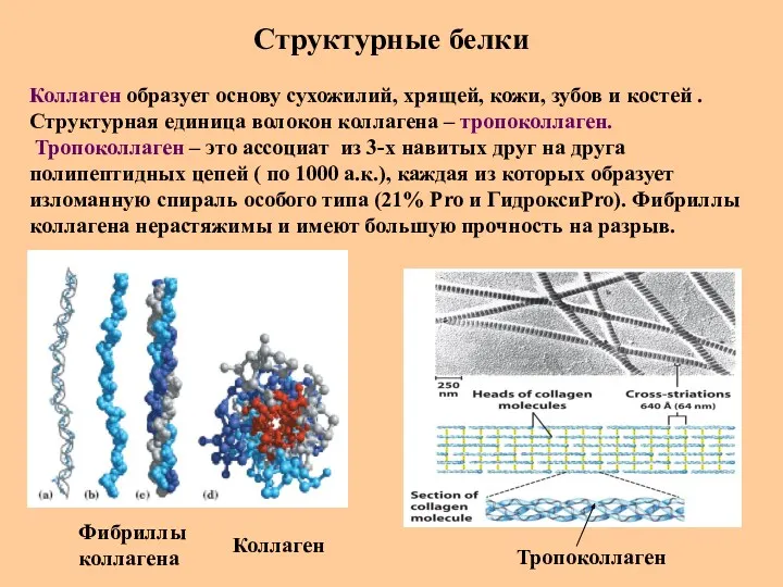 Структурные белки Коллаген образует основу сухожилий, хрящей, кожи, зубов и