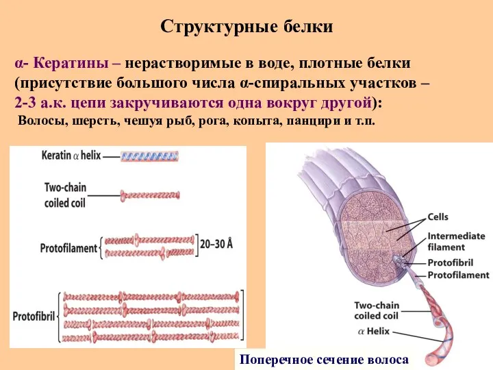 Структурные белки Поперечное сечение волоса α- Кератины – нерастворимые в