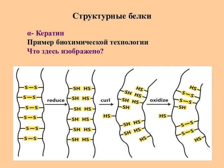 Структурные белки α- Кератин Пример биохимической технологии Что здесь изображено?