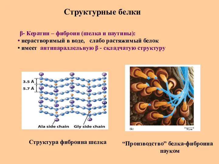 Структурные белки β- Кератин – фиброин (шелка и паутины): нерастворимый
