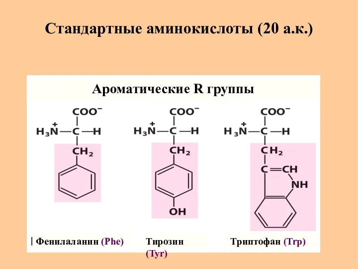 Стандартные аминокислоты (20 а.к.) Фенилаланин (Phe) Тирозин (Tyr) Триптофан (Trp) Ароматические R группы