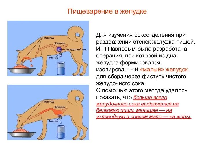 Для изучения сокоотделения при раздражении стенок желудка пищей, И.П.Павловым была