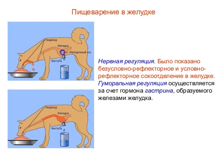 Нервная регуляция. Было показано безусловно-рефлекторное и условно-рефлекторное сокоотделение в желудке.