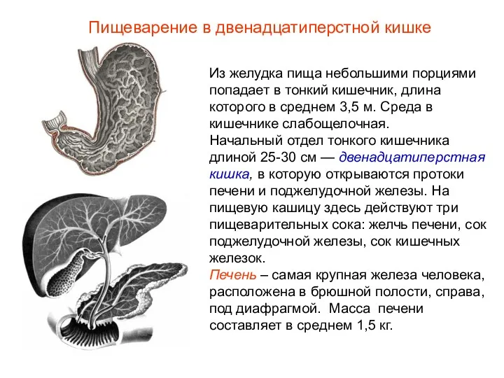 Из желудка пища небольшими порциями попадает в тонкий кишечник, длина