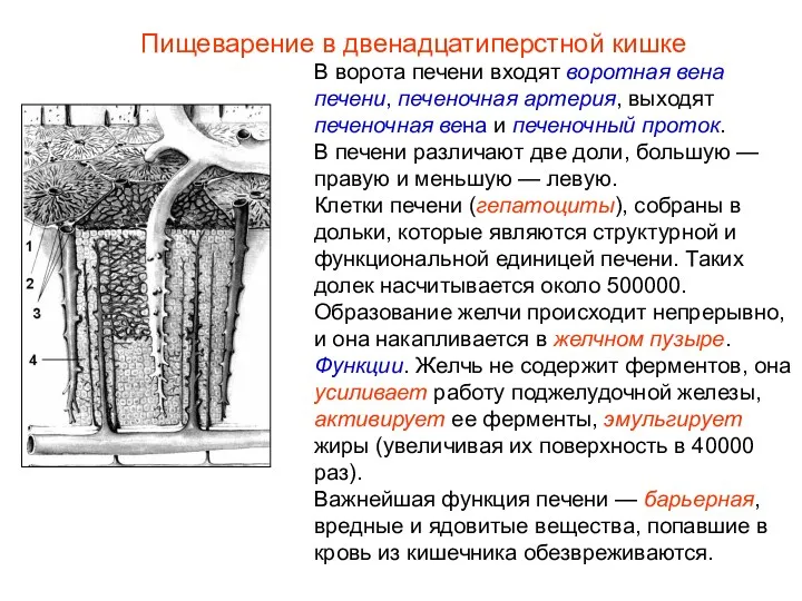 В ворота печени входят воротная вена печени, печеночная артерия, выходят