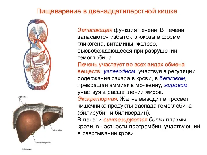 Запасающая функция печени. В печени запасаются избыток глюкозы в форме