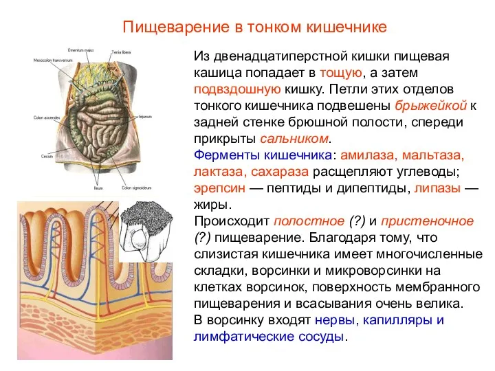 Из двенадцатиперстной кишки пищевая кашица попадает в тощую, а затем