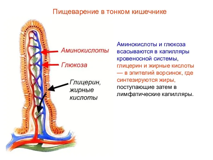 Аминокислоты и глюкоза всасываются в капилляры кровеносной системы, глицерин и