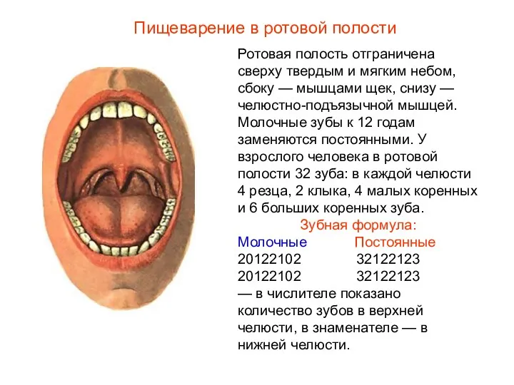 Ротовая полость отграничена сверху твердым и мягким небом, сбоку —