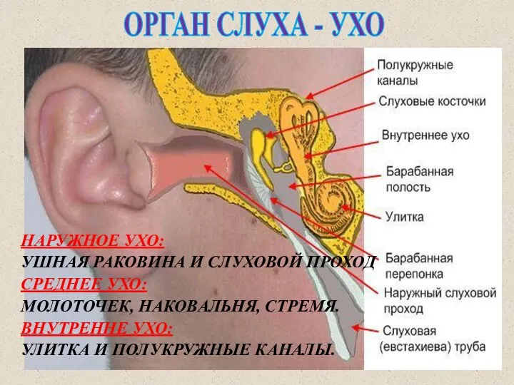 ОРГАН СЛУХА - УХО НАРУЖНОЕ УХО: УШНАЯ РАКОВИНА И СЛУХОВОЙ