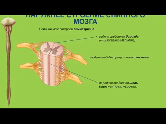 НАРУЖНЕЕ СТРОЕНИЕ СПИННОГО МОЗГА задняя срединная борозда, sulcus DORSALIS MEDIANUS,