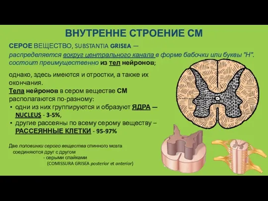 ВНУТРЕННЕ СТРОЕНИЕ СМ СЕРОЕ ВЕЩЕСТВО, SUBSTANTIA GRISEA — распределяется вокруг