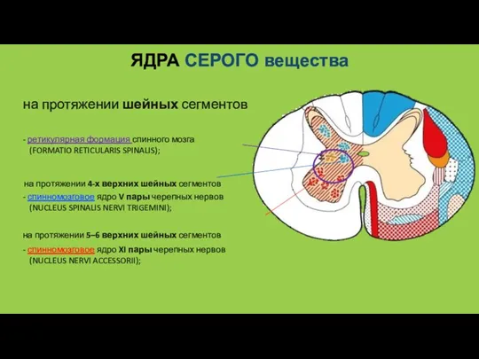 ЯДРА СЕРОГО вещества на протяжении шейных сегментов - ретикулярная формация