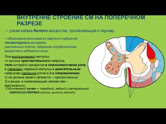 ВНУТРЕННЕ СТРОЕНИЕ СМ НА ПОПЕРЕЧНОМ РАЗРЕЗЕ = образована аксонами вставочных