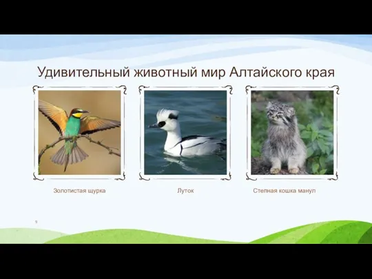 Удивительный животный мир Алтайского края Золотистая щурка Луток Степная кошка манул