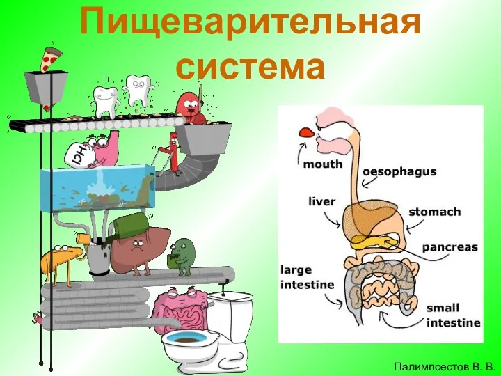 Пищеварительная система