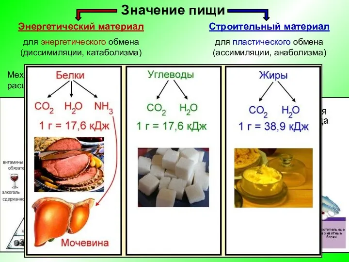 Механическое и химическое расщепление пищи и всасывание продуктов расщепления –