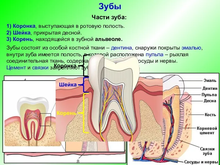 Части зуба: 1) Коронка, выступающая в ротовую полость. 2) Шейка,