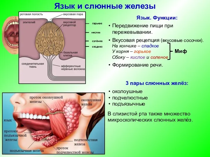 Язык. Функции: Передвижение пищи при пережевывании. Вкусовая рецепция (вкусовые сосочки).