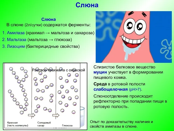 Слюна В слюне (2л/сутки) содержатся ферменты: 1. Амилаза (крахмал →