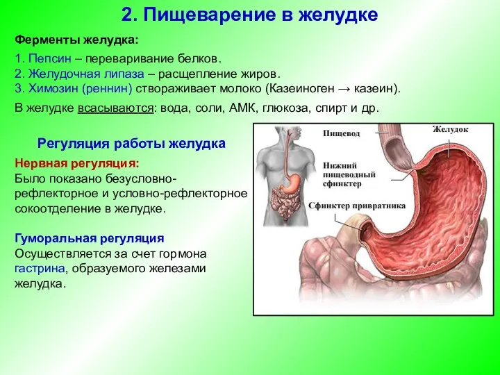 Ферменты желудка: 1. Пепсин – переваривание белков. 2. Желудочная липаза