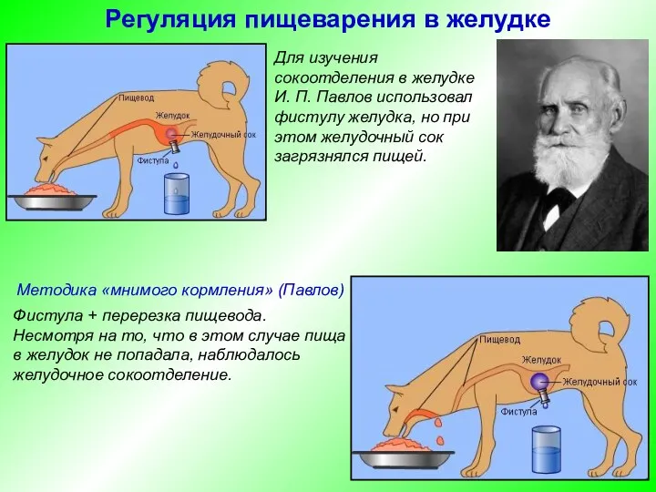 Методика «мнимого кормления» (Павлов) Фистула + перерезка пищевода. Несмотря на