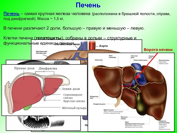 Печень – самая крупная железа человека (расположена в брюшной полости,