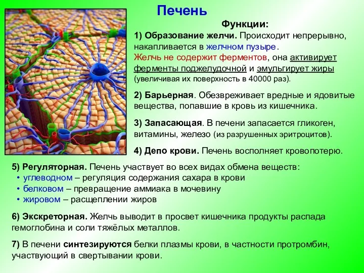 Функции: 1) Образование желчи. Происходит непрерывно, накапливается в желчном пузыре.