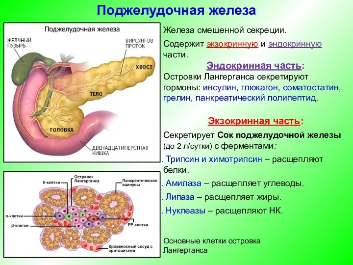 Железа смешенной секреции. Содержит экзокринную и эндокринную части. Эндокринная часть: