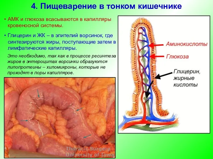 АМК и глюкоза всасываются в капилляры кровеносной системы. Глицерин и